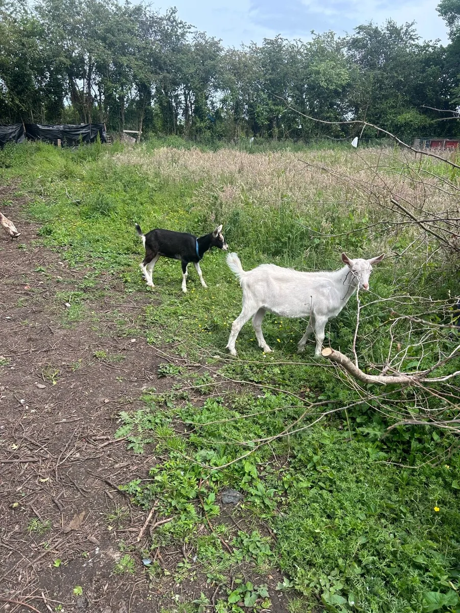 Goats - Image 2