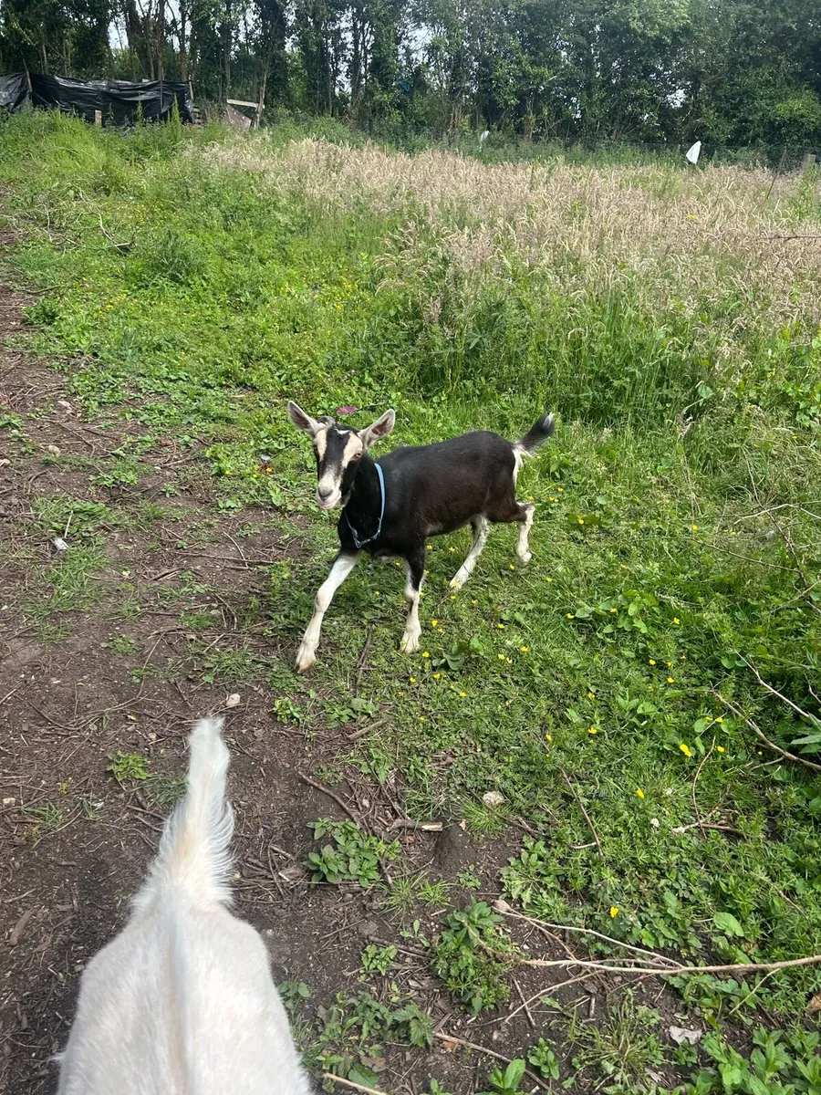 Goats - Image 4