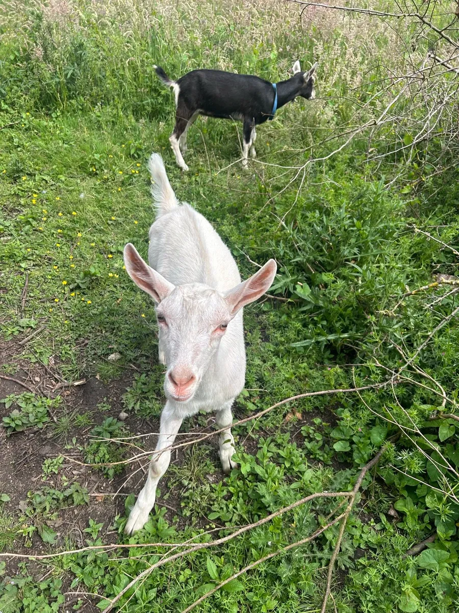 Goats - Image 3
