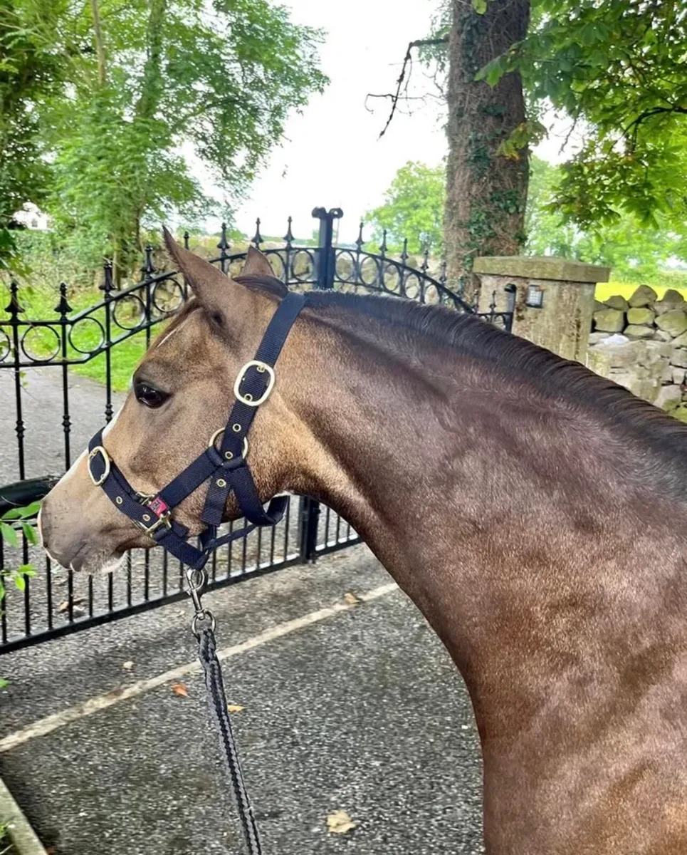 128cm Pony - Image 1