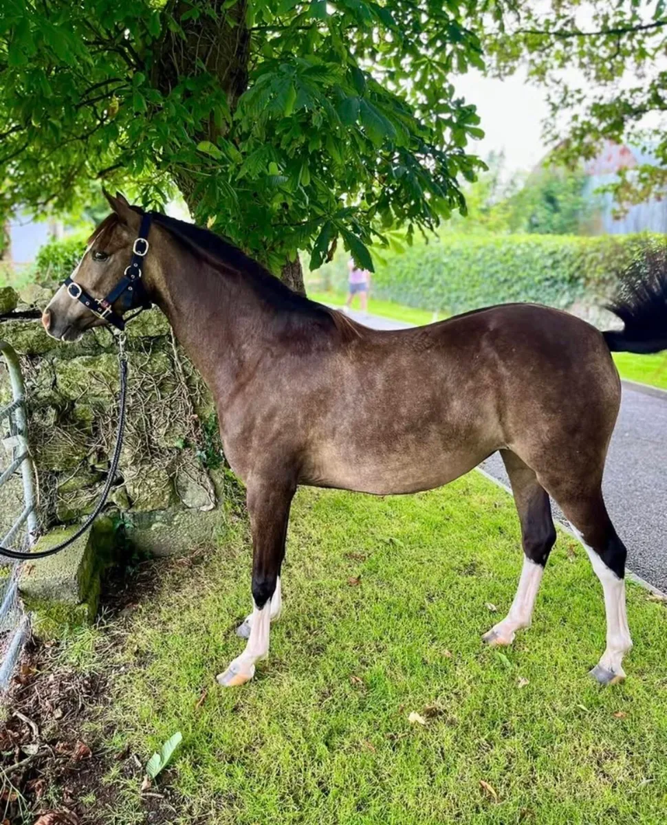 128cm Pony - Image 3