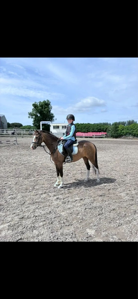 128cm Pony - Image 4
