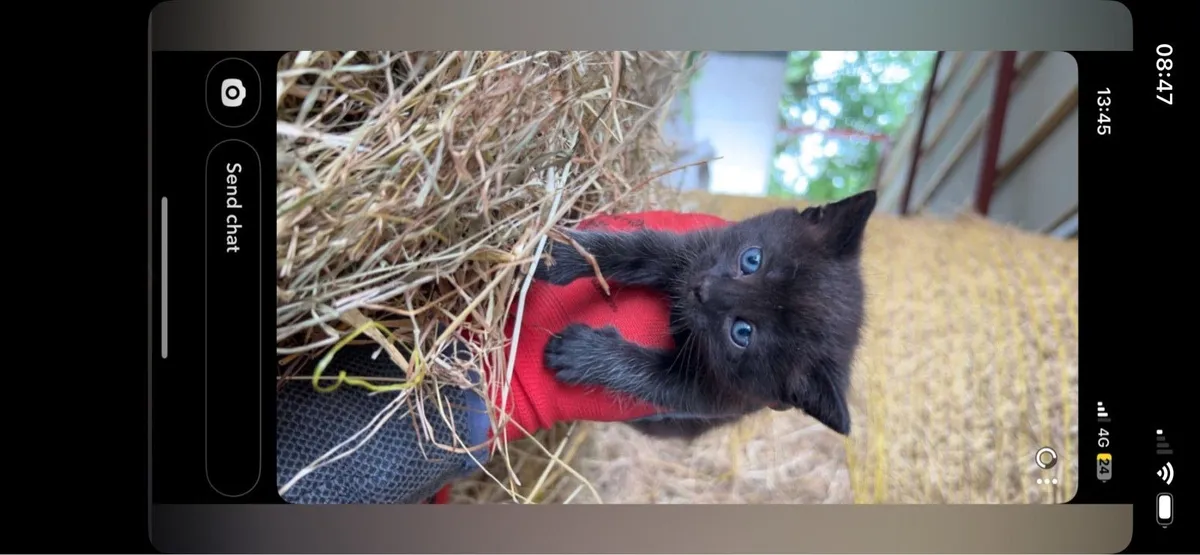 Kittens - Image 3