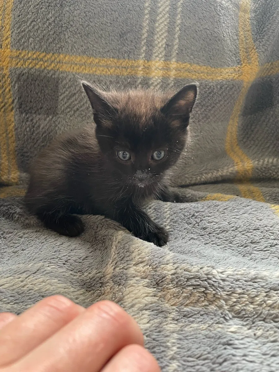 Kittens - Image 4