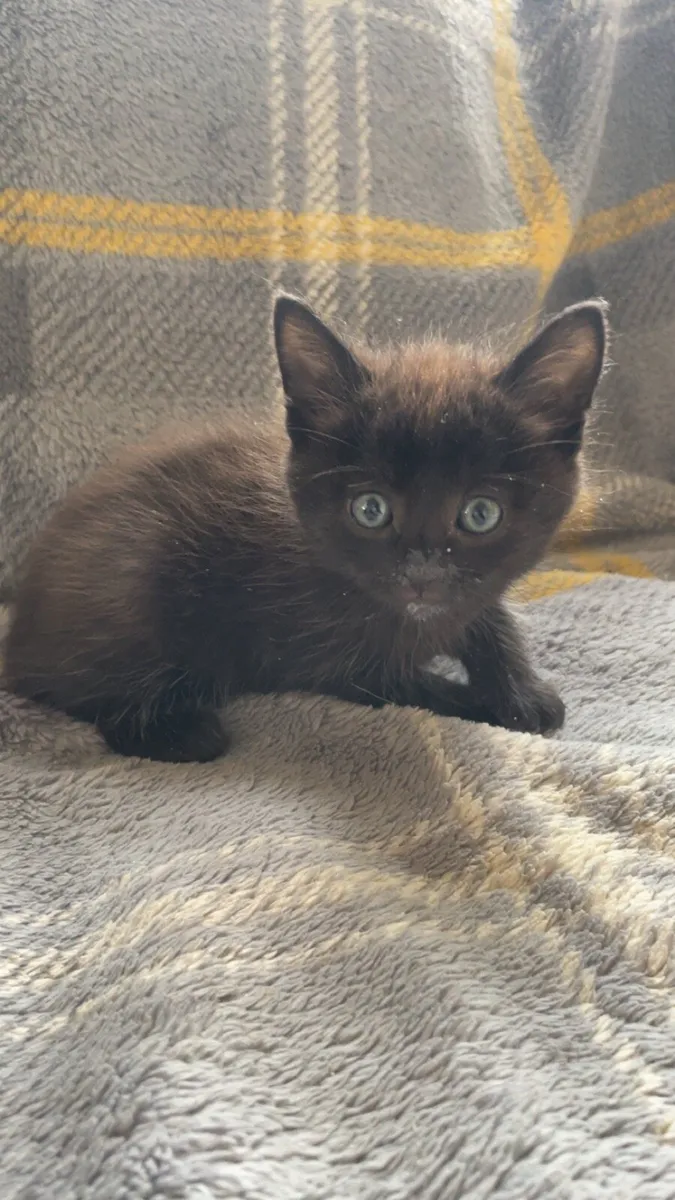 Kittens - Image 2