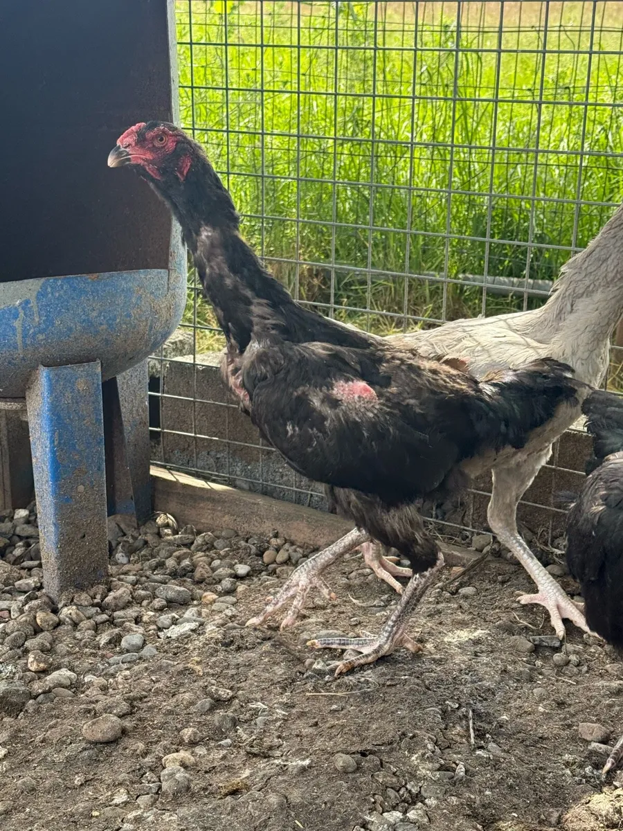 Shamo hens - Image 1