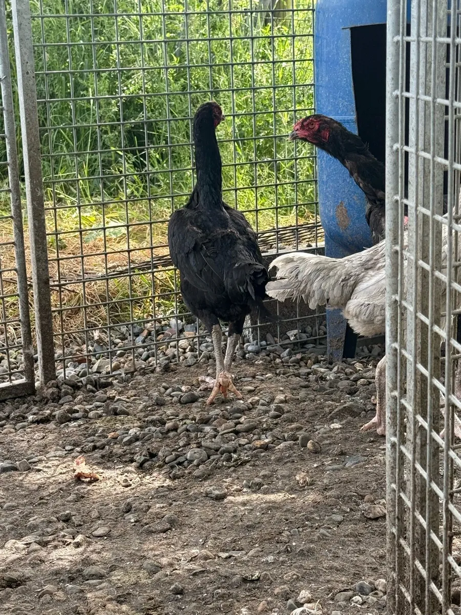 Shamo hens - Image 2
