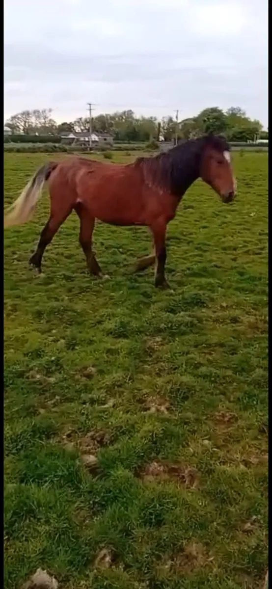 2 year old fillies - Image 3