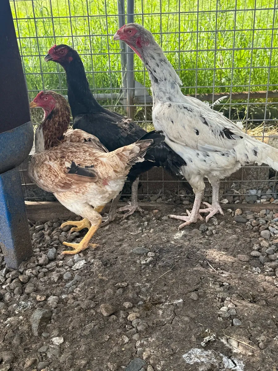 Shamo hens - Image 3