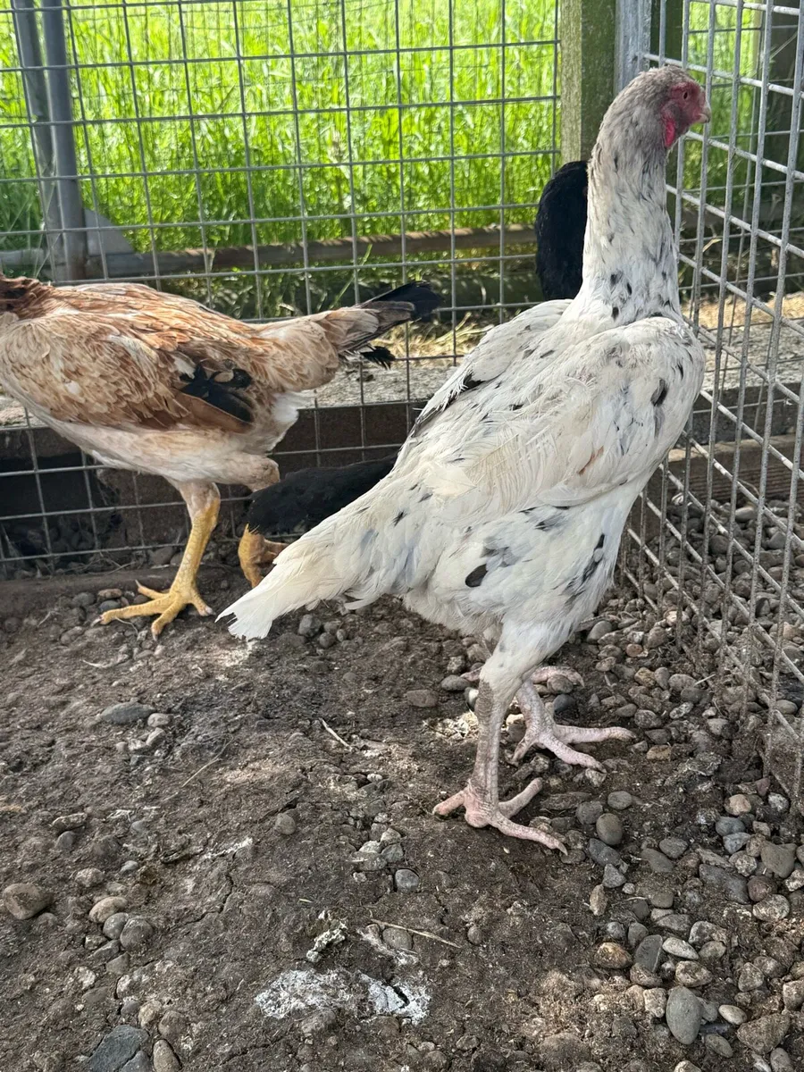 Shamo hens - Image 4