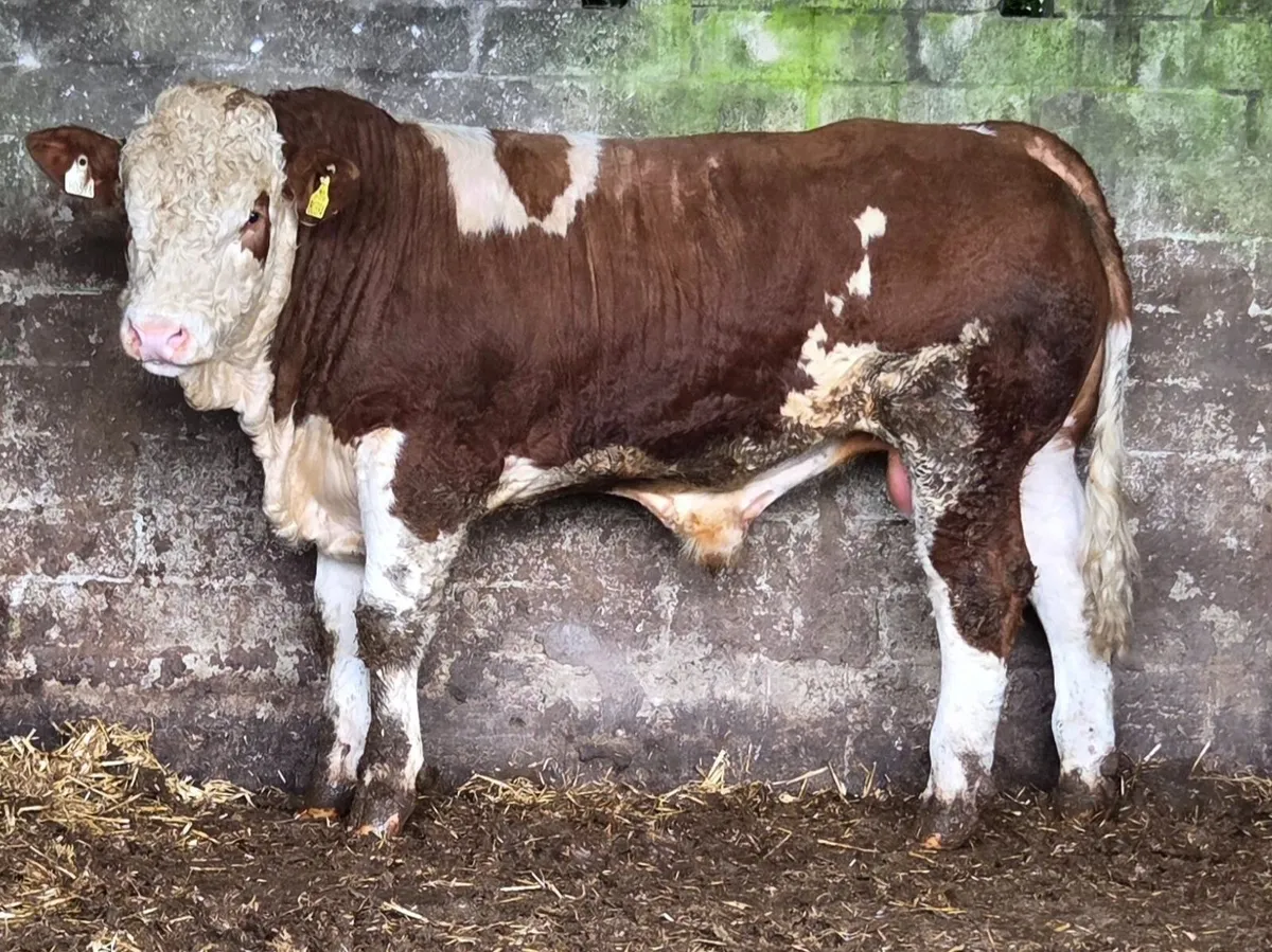 Simmental Bulls - Image 2
