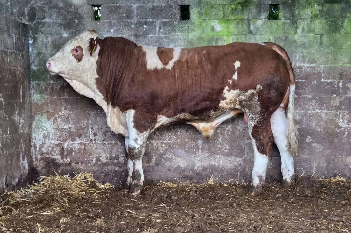 Simmental Bulls - Image 3