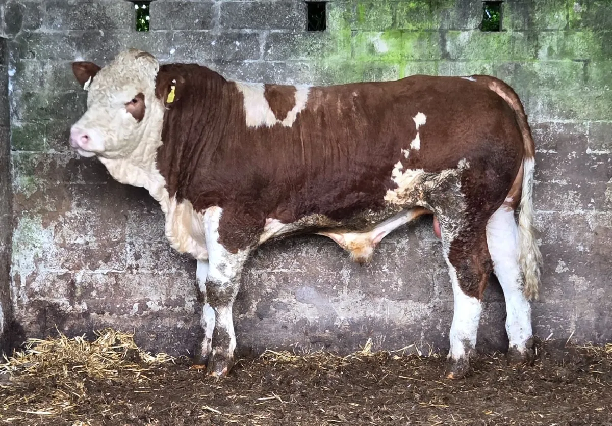 Simmental Bulls - Image 1