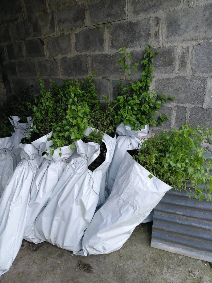 Birch trees - Image 1