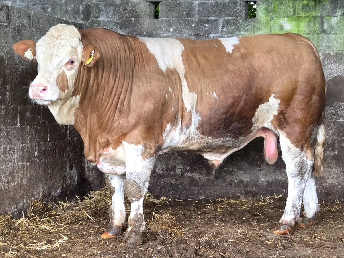 Simmental Bulls - Image 4