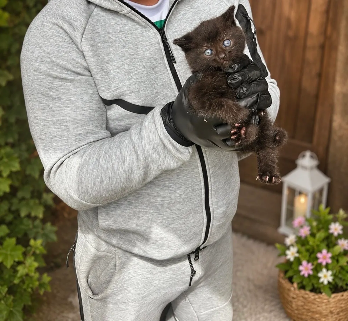 Black British Shorthair Mix Kitten - Image 2