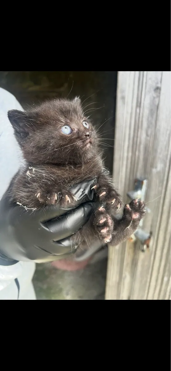 Black British Shorthair Mix Kitten - Image 3