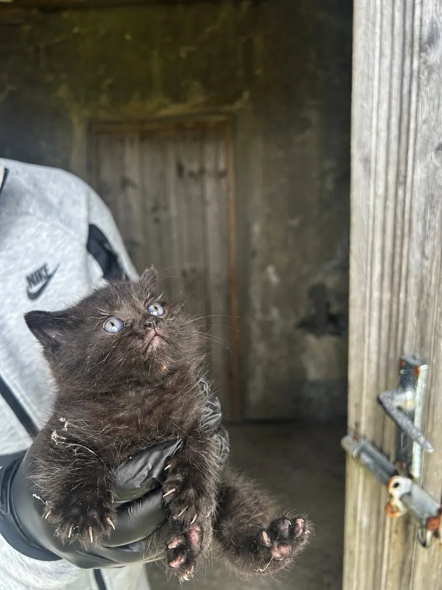 Black British Shorthair Mix Kitten - Image 4