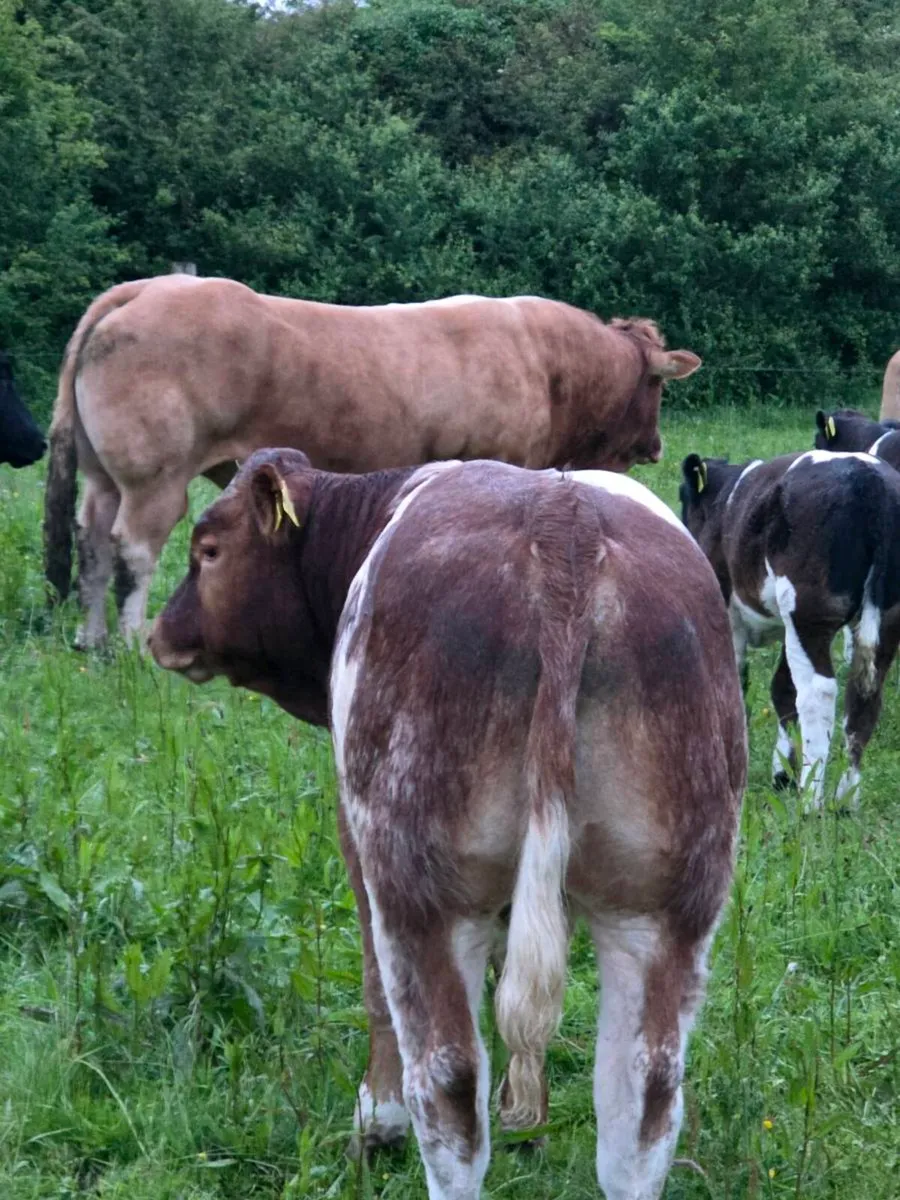 Organic limousin X BB hybrid weanling Bull - Image 1