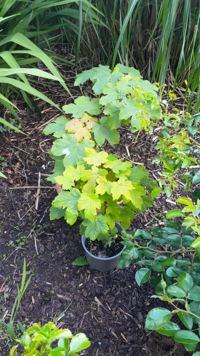 Plants
