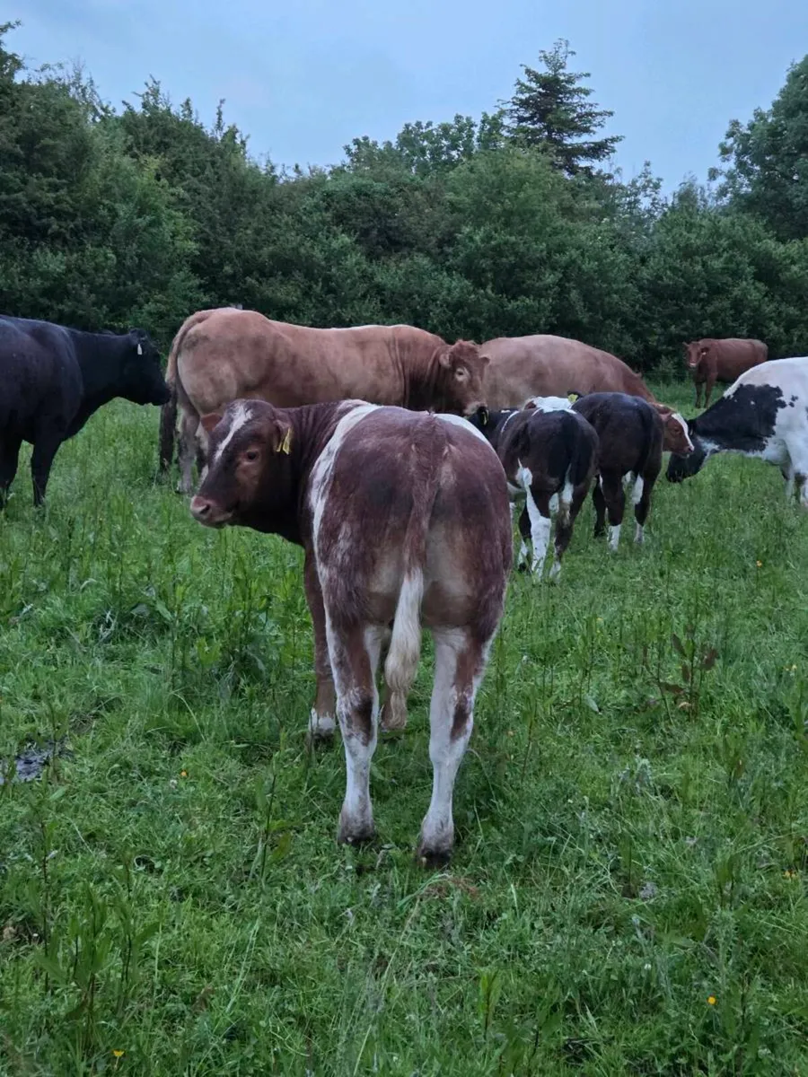 Organic limousin X BB hybrid weanling Bull - Image 2