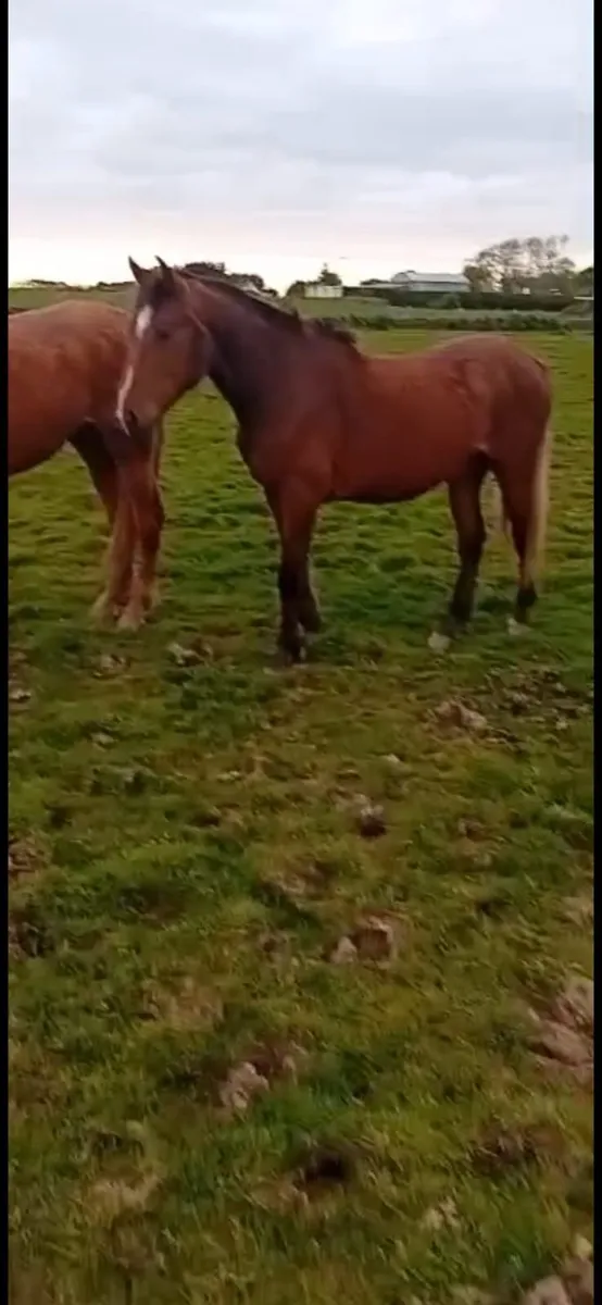 2 year old fillies - Image 1