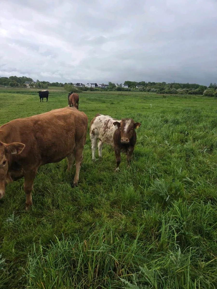 Organic limousin X BB hybrid weanling Bull - Image 3