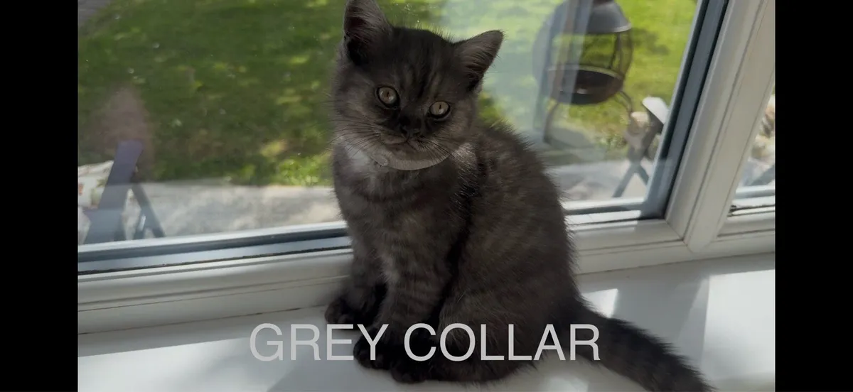 😻2 left British Shorthair Kittens - Image 1