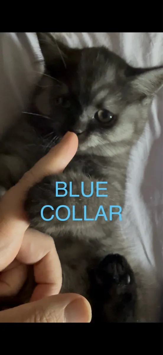 😻2 left British Shorthair Kittens - Image 3