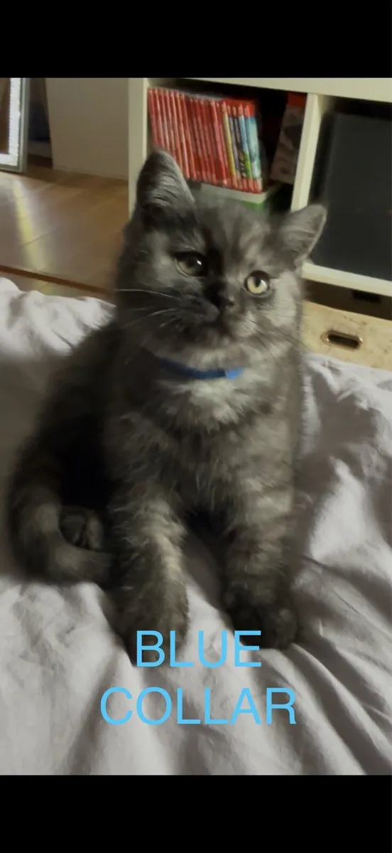 😻2 left British Shorthair Kittens - Image 4