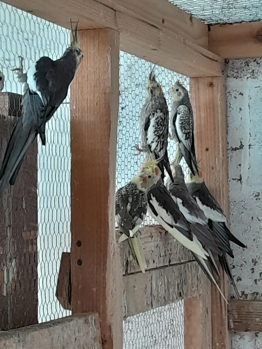 Cockatiels - Image 2