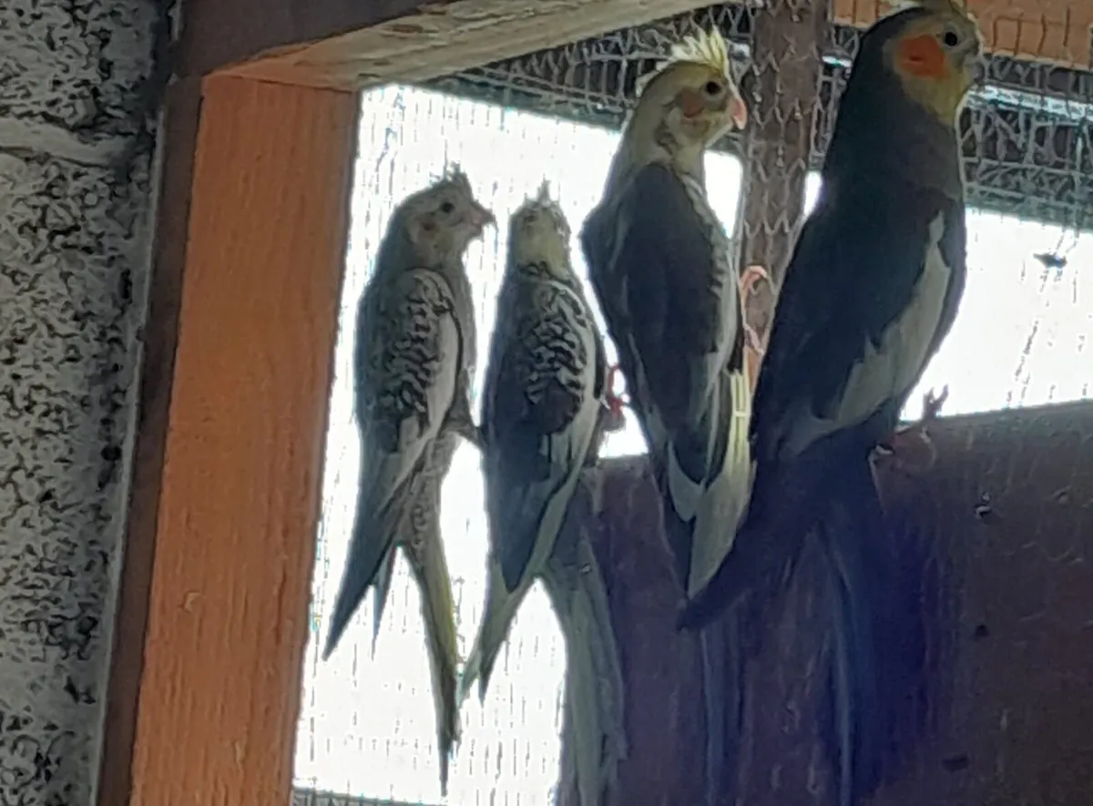 Cockatiels - Image 3