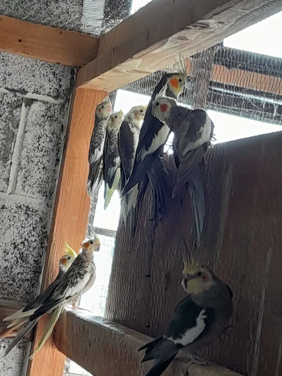 Cockatiels - Image 1