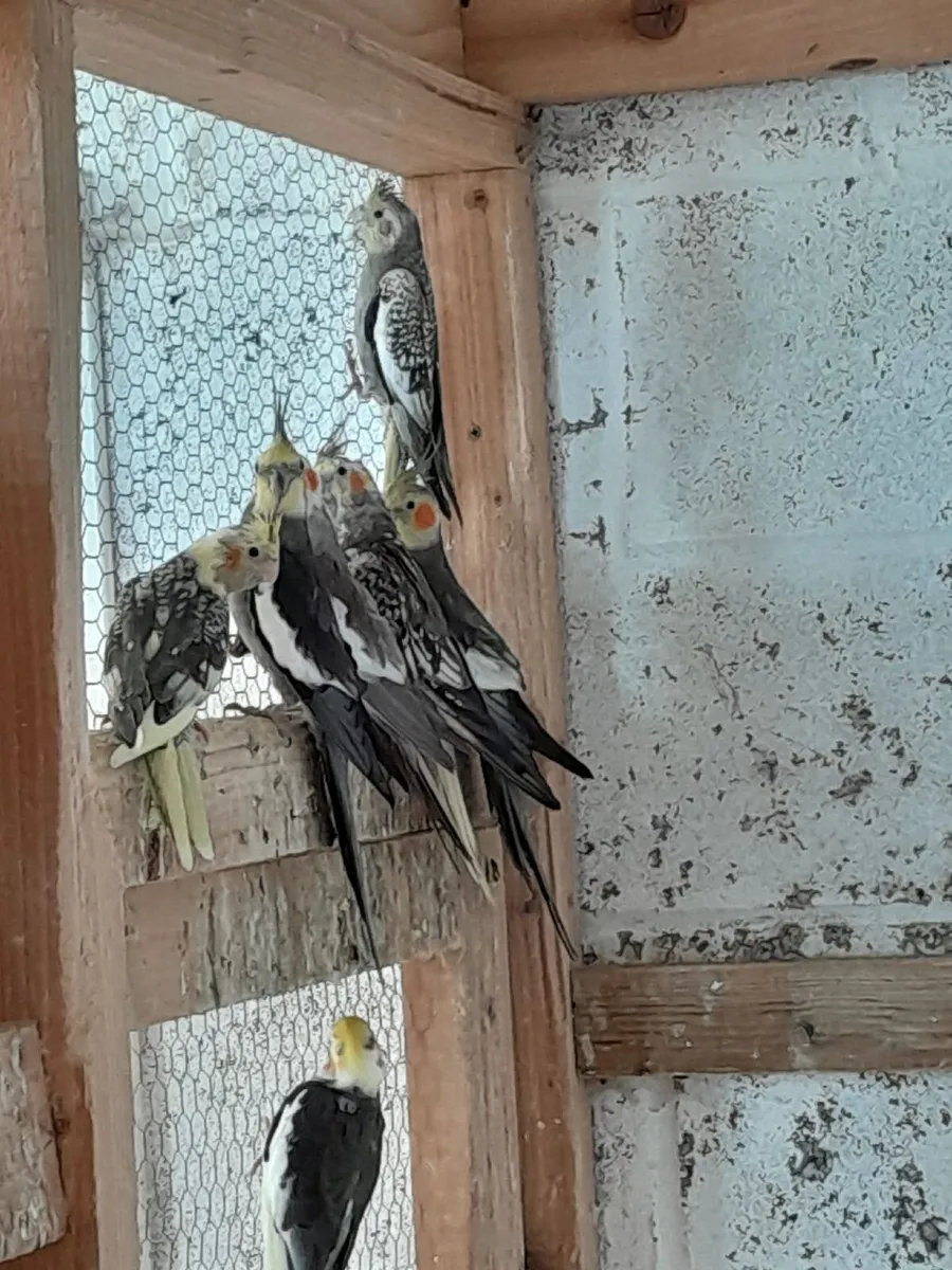Cockatiels - Image 4