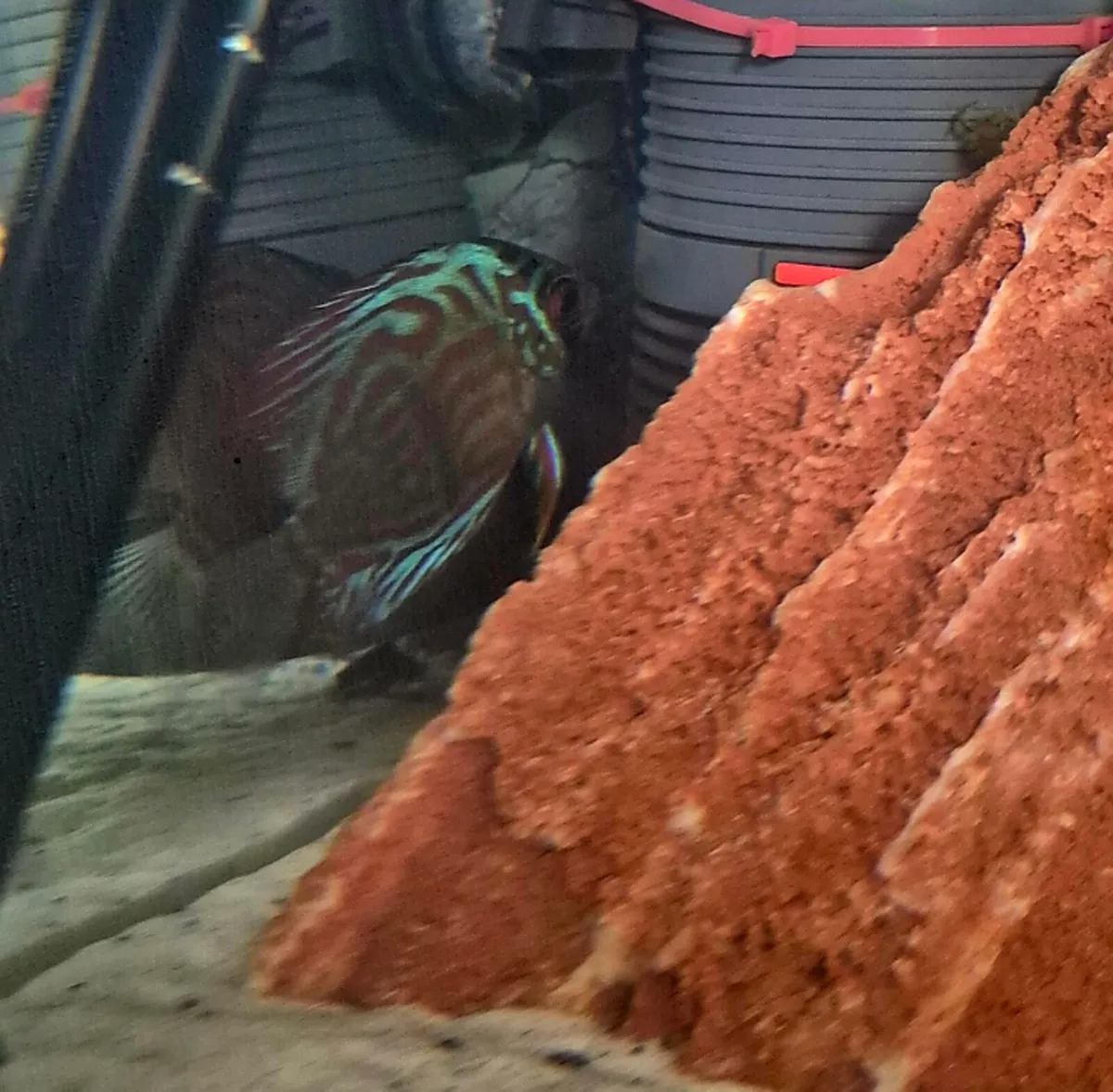 Discus fish