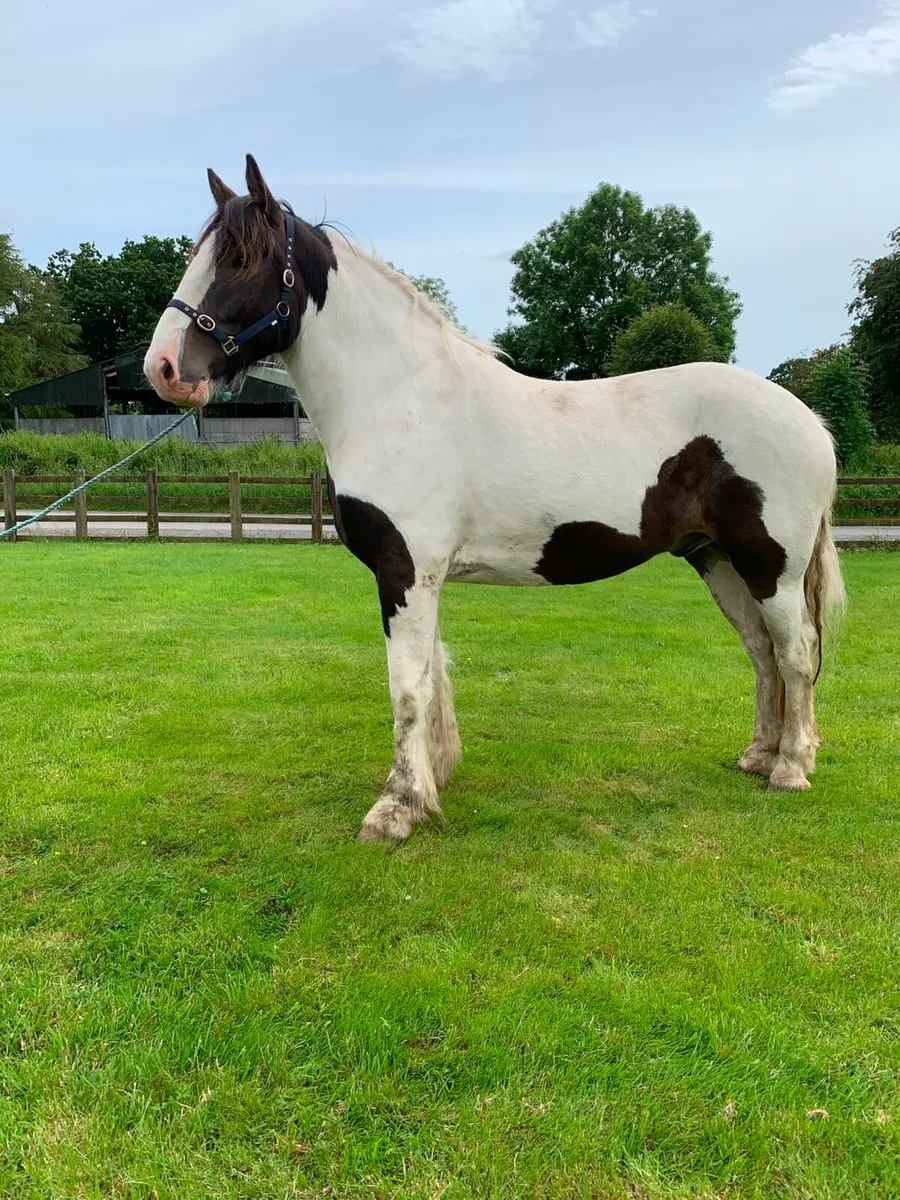 4 year old Gelding - Image 2