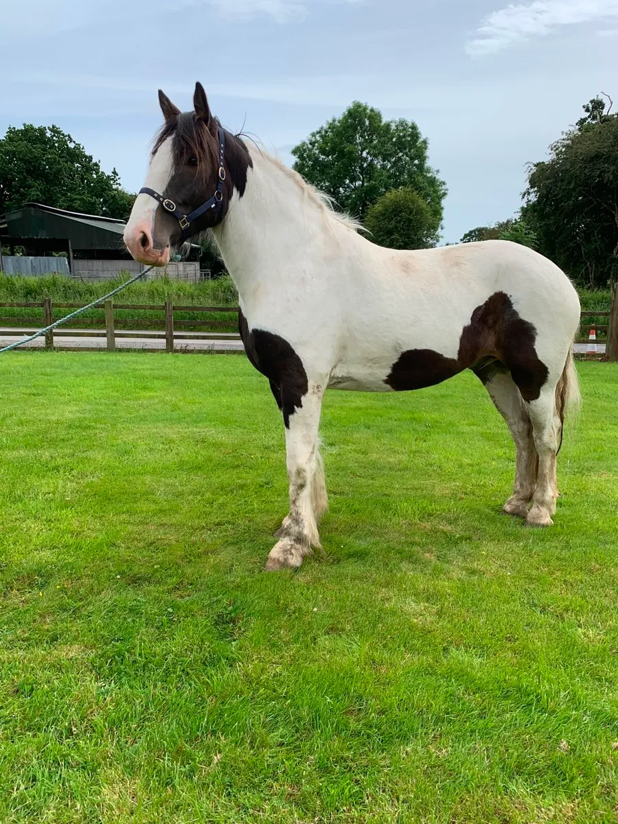 4 year old Gelding - Image 3