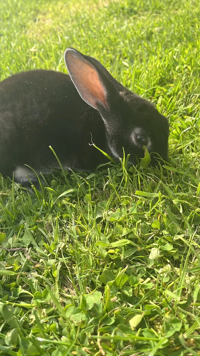 Rabbits - Image 1