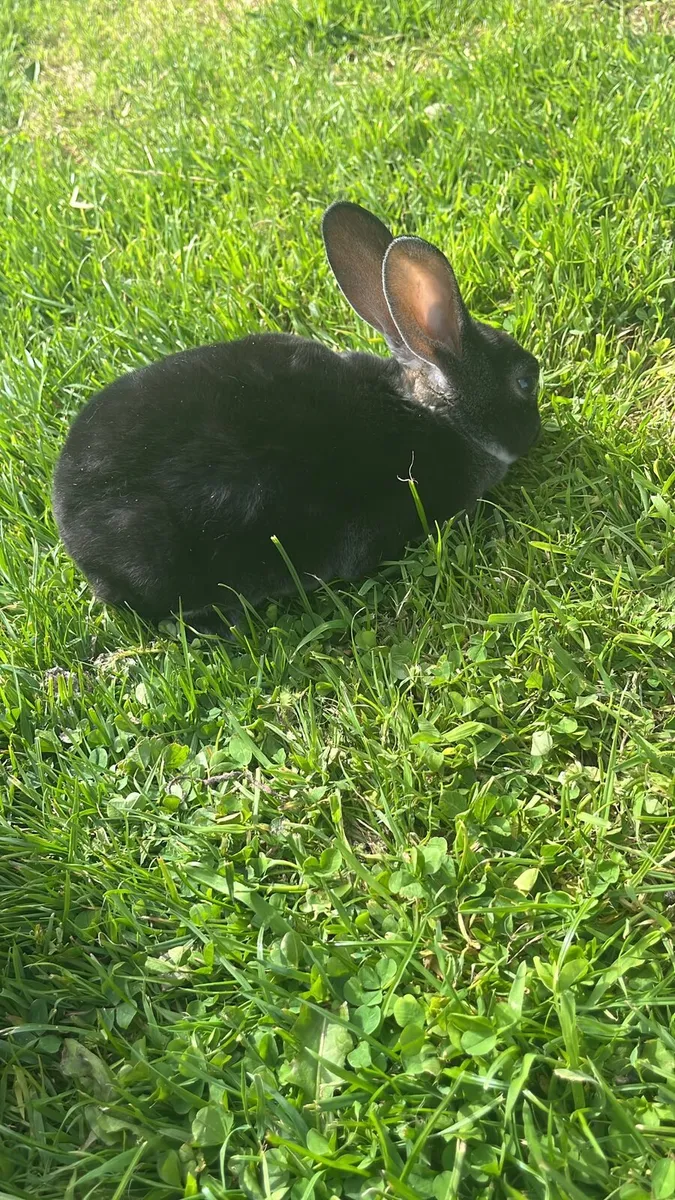 Rabbits - Image 2