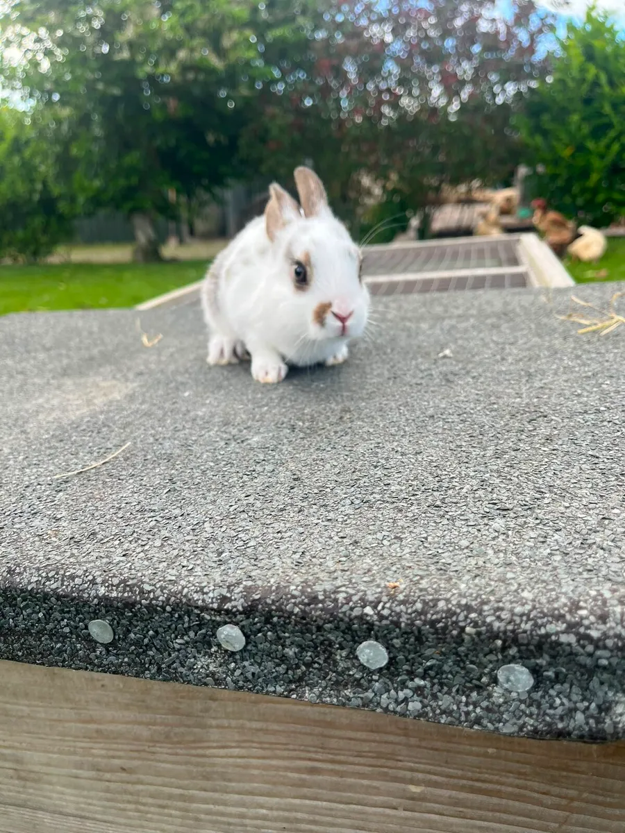 Rabbits - Image 3