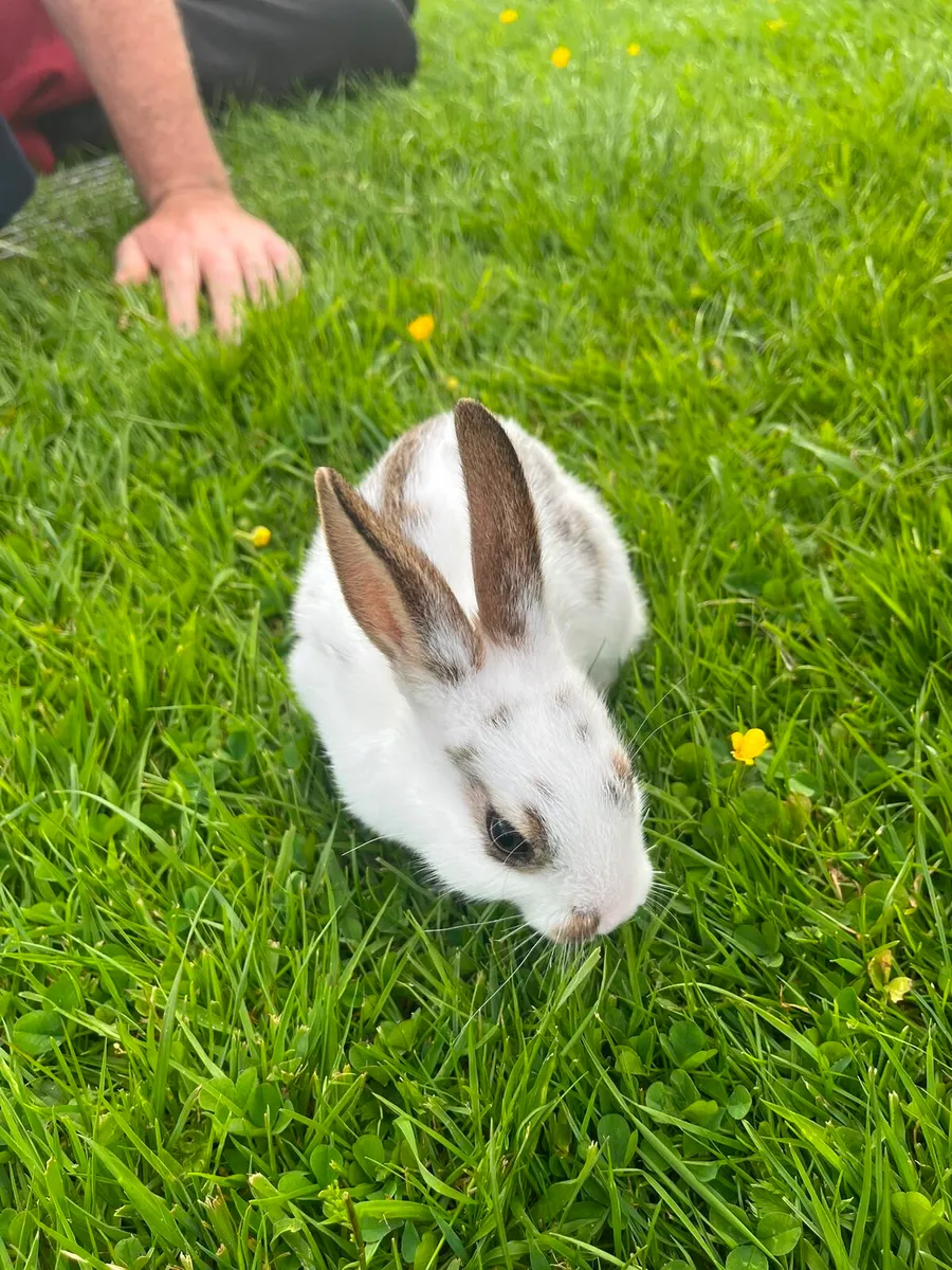 Rabbits - Image 4