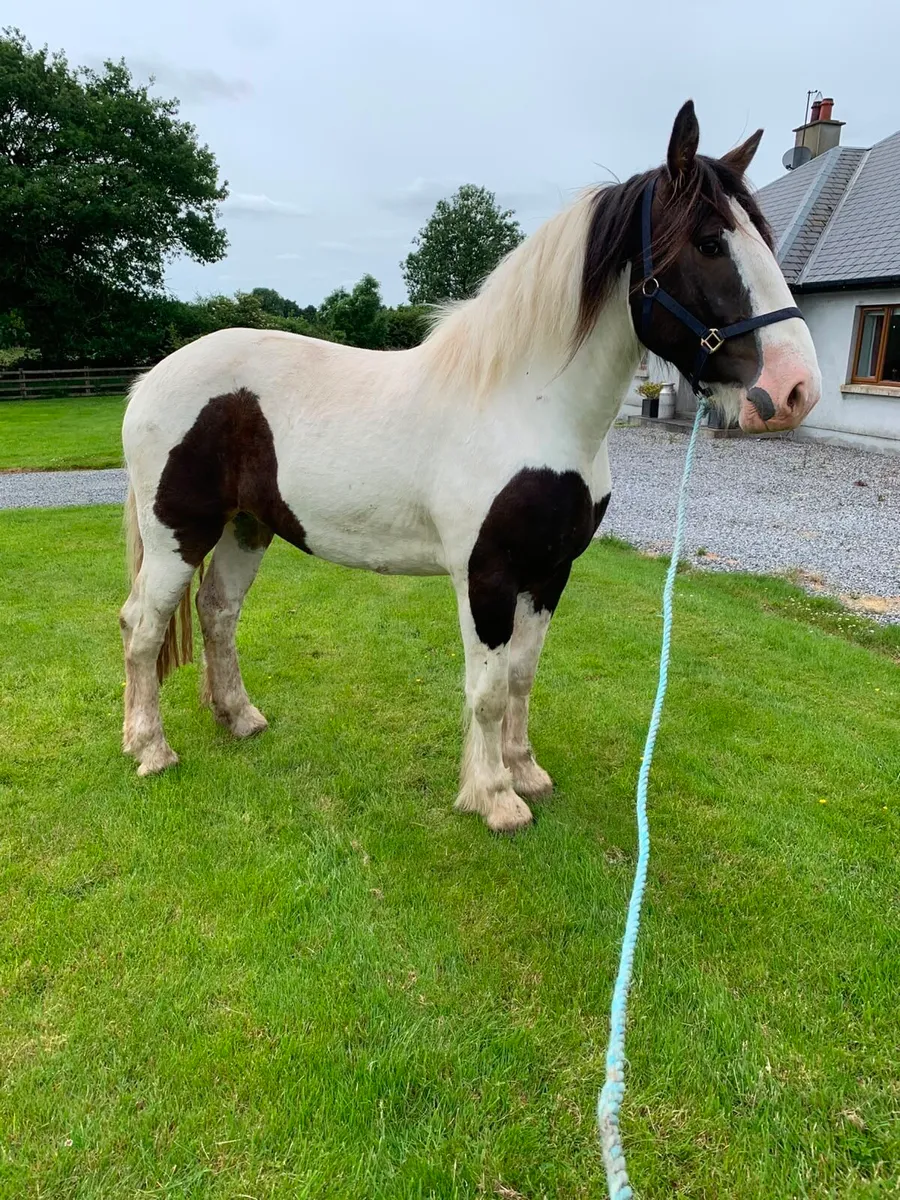 4 year old Gelding - Image 4