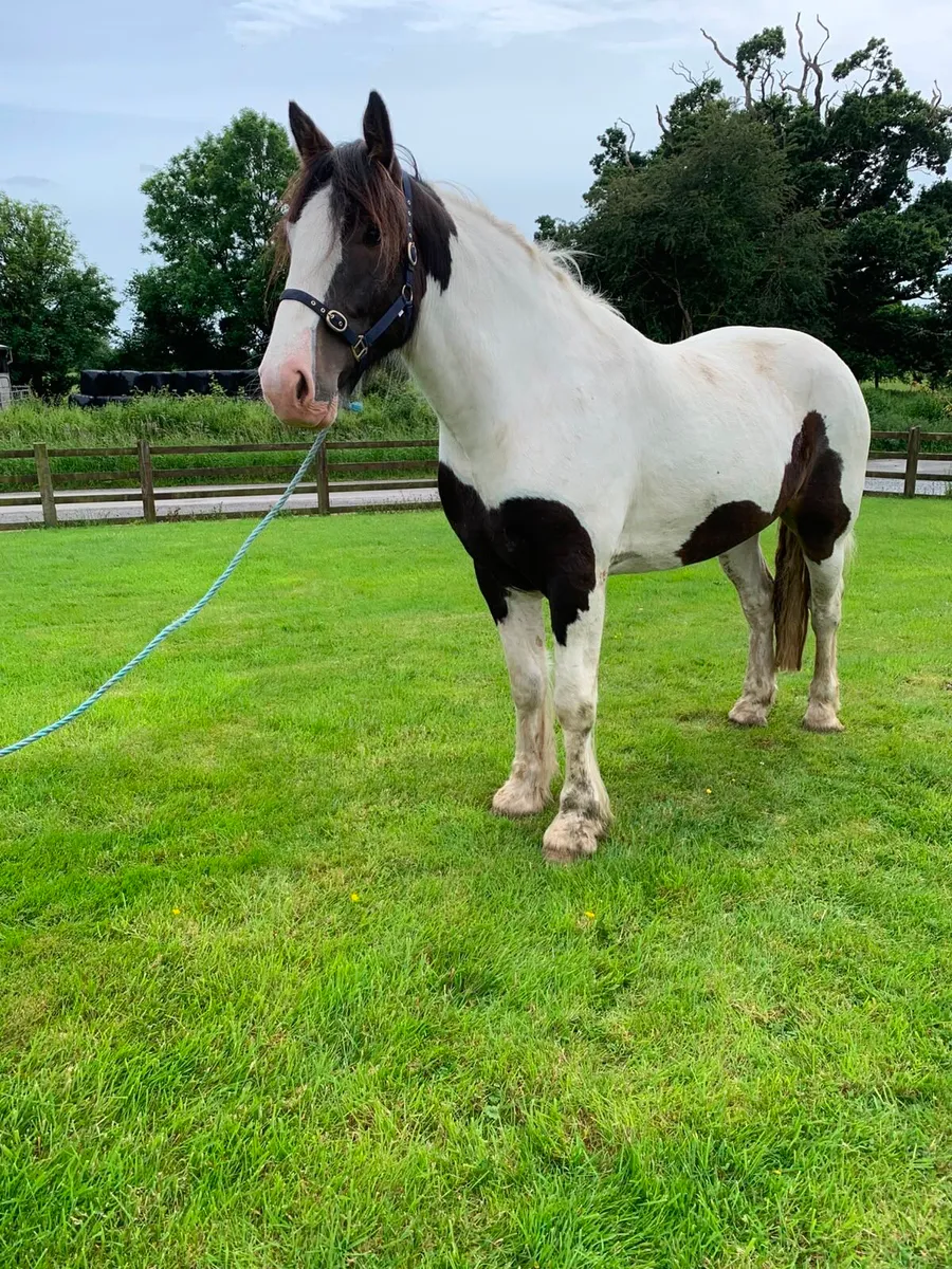 4 year old Gelding - Image 1