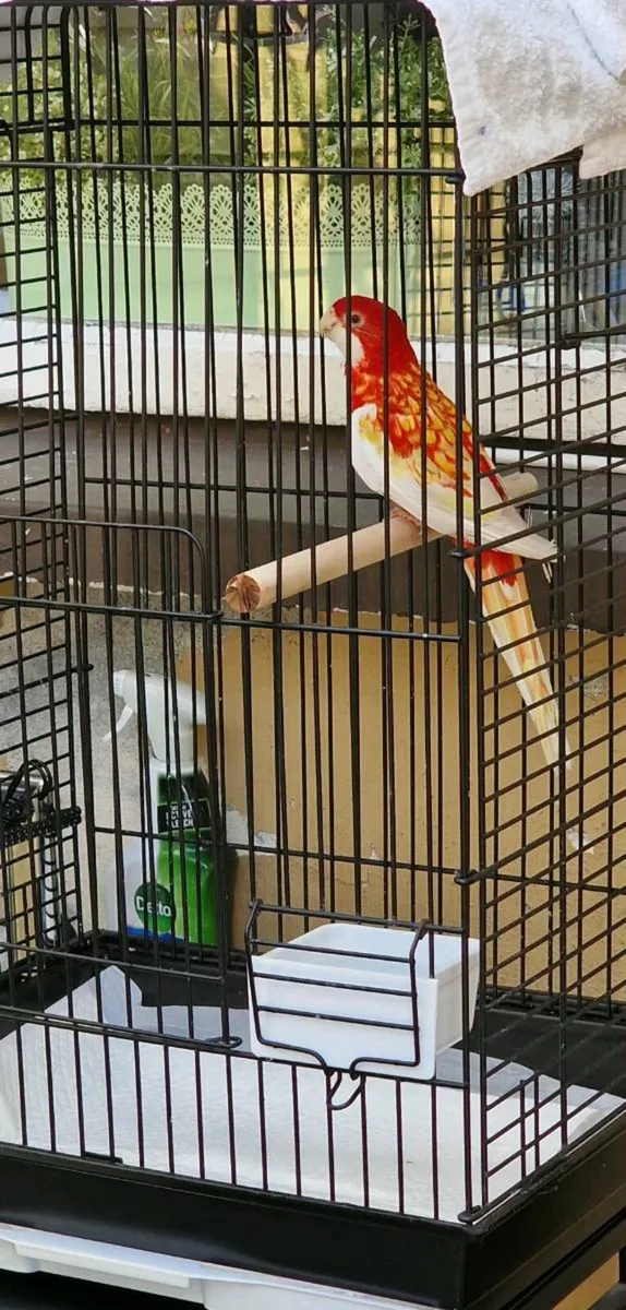Rosella Rubino - Image 1