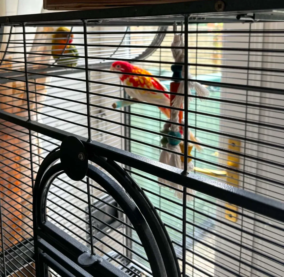 Rosella Rubino - Image 2