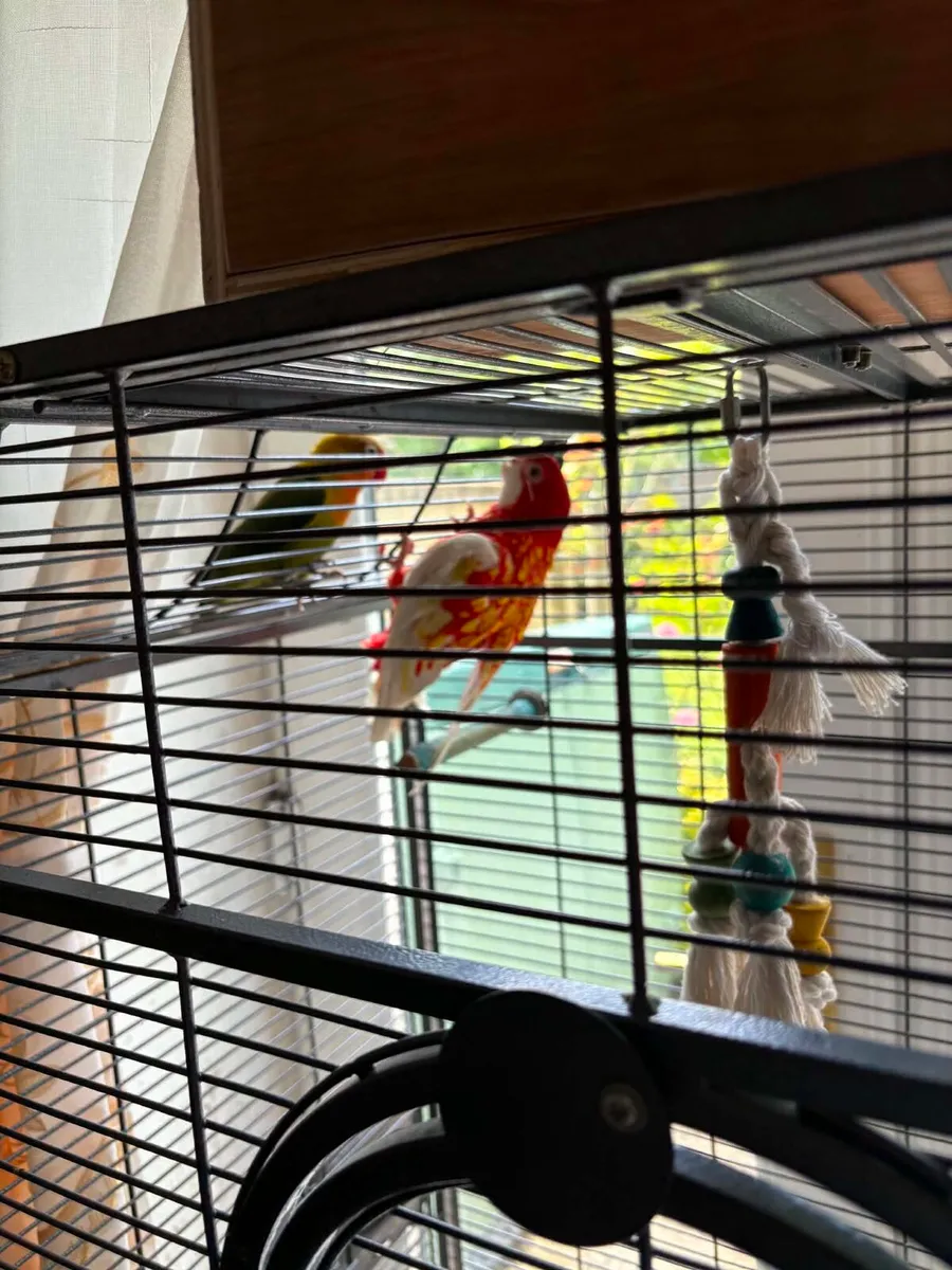 Rosella Rubino - Image 3