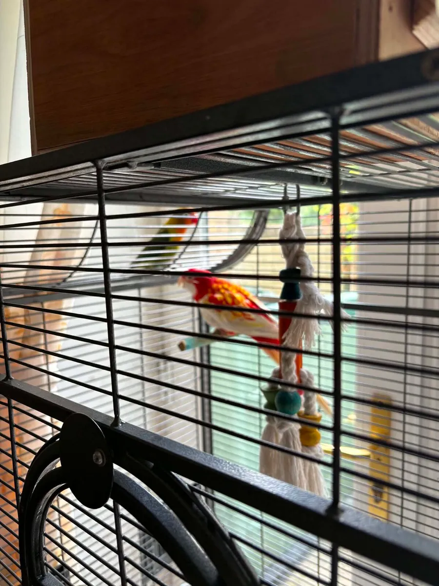 Rosella Rubino - Image 4