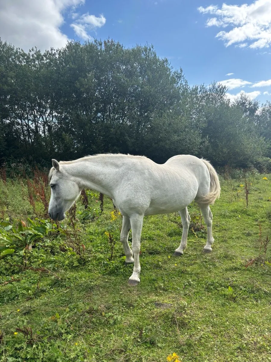 Connemara pony - Image 1