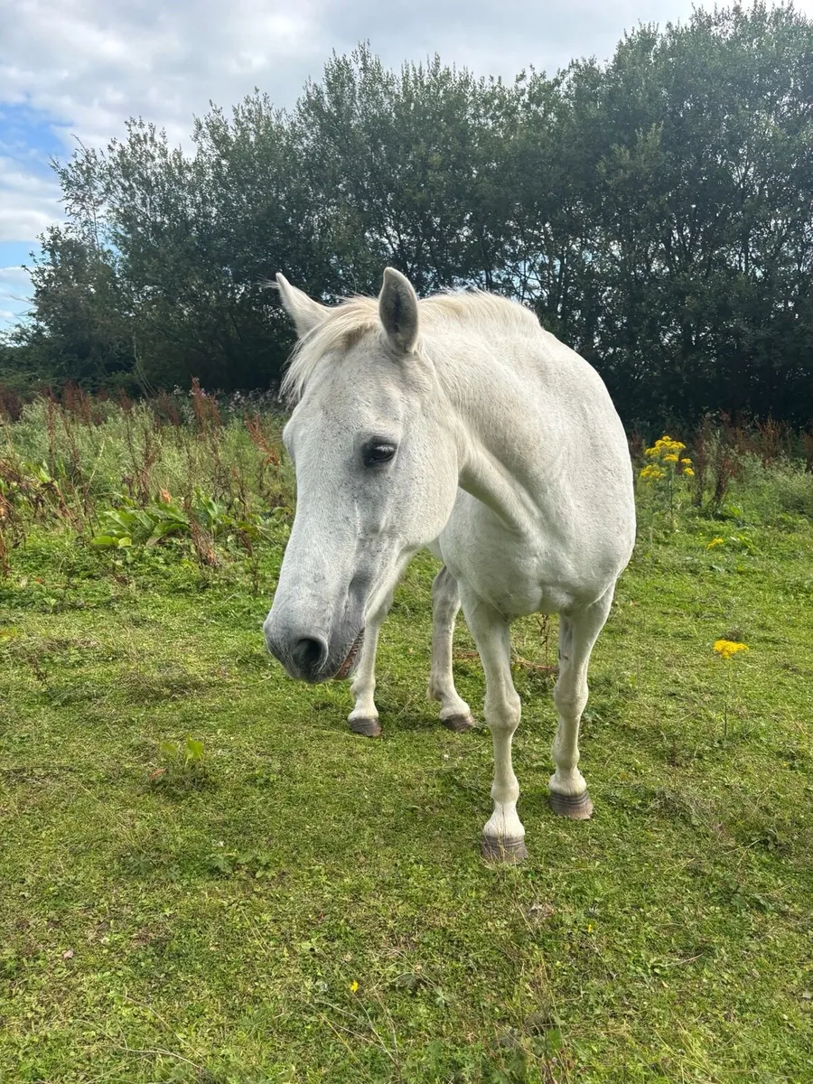 Connemara pony - Image 2