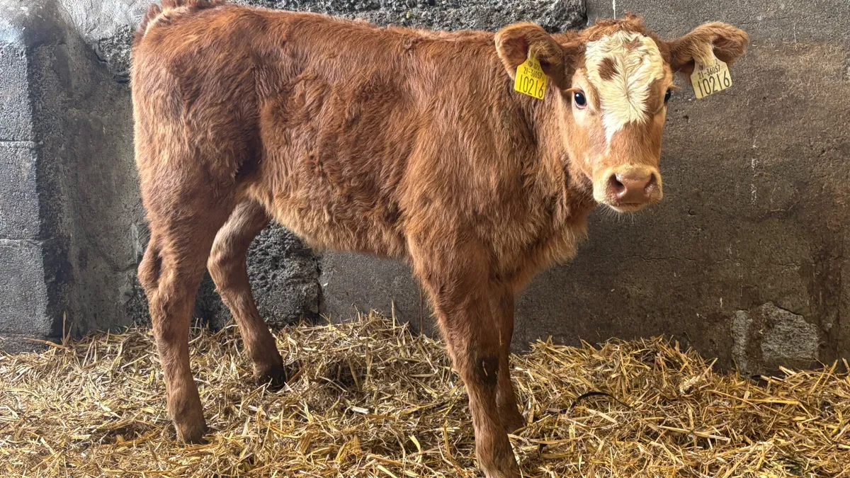 Suckler Bred Red Limousin Heifer Calf - Image 1